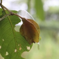 Terminalia arjuna (Roxb. ex DC.) Wight & Arn.